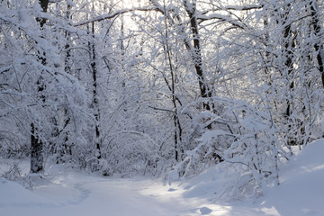 winter forest in snow