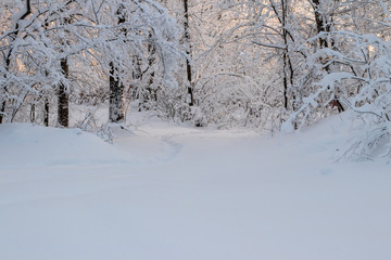 winter forest in snow