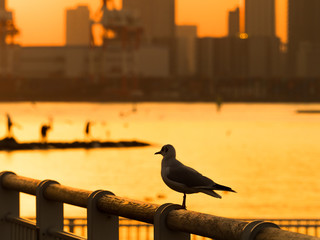 夕暮れの東京港とカモメ