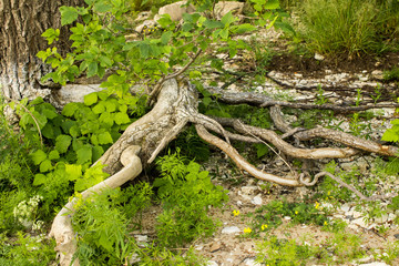 tree roots
