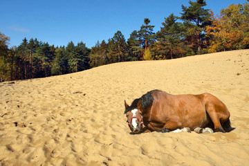 horse lying on the sand