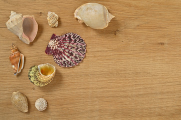 Mollusks on wooden table close up. Seashells on an old wooden table with copy space for text.