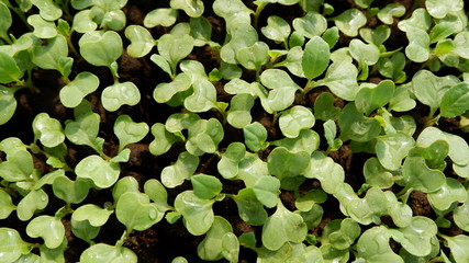 texture of fresh leaves