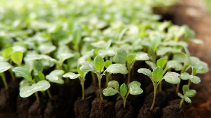 plant nurseries, to be planted in the forest