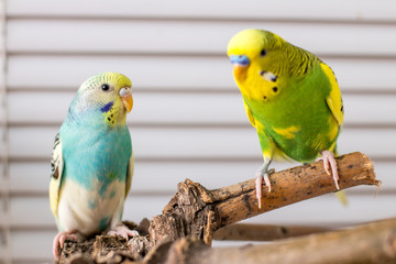 wavy parrot