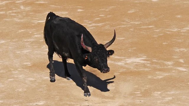 Bull during a Camarguaise race, a sport in which participants try to catch award-winning attributes fixed to the forehead and the horns of a bull named cocardier,  Slow Motion