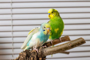 wavy parrot