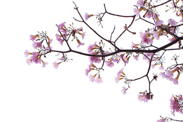 A bouquet of sweet pink tabebuia blossom isolated on white background. .