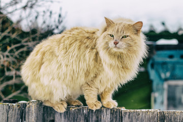 red cat on the fence