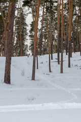Fototapeta premium winter forest