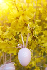 Easter pink egg on yellow flowering branches. Spring Easter festive background.Easter. Symbols of Easter.Spring holiday