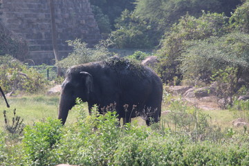elephant in nehru zoological park