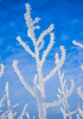 Snow covered branch against a clear blue sky