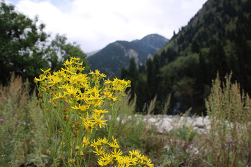 Monakhov Gorge (Kazakhstan, Talgar)