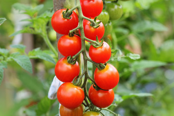 Ripe cherry organic tomatoes in garden ready to harvest
