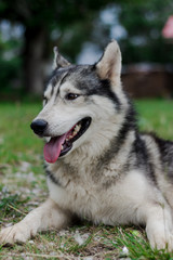 Siberian husky dog.