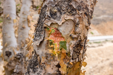 Sap of a frankincense tree near Salalah, Dhofar governorate, Oman