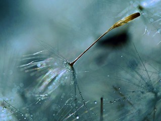Löwenzahnschirmchen im Farbengrau der Melancholie