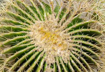 Naklejka na ściany i meble Cactus - overhead view