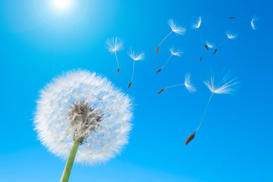 6 480 Best たんぽぽ Images Stock Photos Vectors Adobe Stock 6 480 Best たんぽぽ Images Stock Photos Vectors Adobe Stock