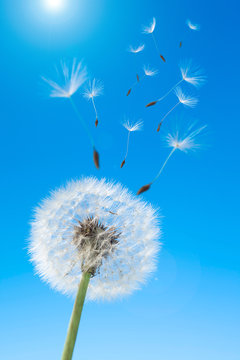 たんぽぽ Images – Browse 11,928 Stock Photos, Vectors, and Video