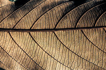 Dried leaf; fine details and very high-res for backgronds