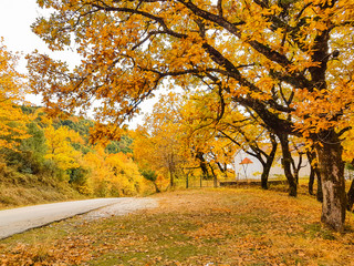 road in autumn colors oak trees in Tzoumerka Arta Greece