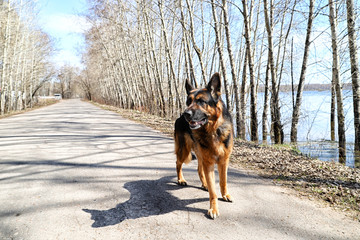 Dog German Shepherd near water in a sping day
