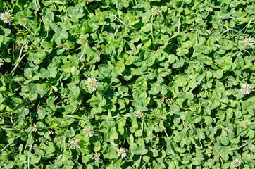 Clover lawn background
