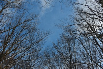 Snow on the branches of trees. Abstract texture. Blue sky. Winter.