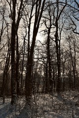 Blue sky with sun among crowns of trees in the winter forest