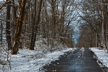 Road in the winter forest. No one. Snow on the branches of trees. Winter sunny day.