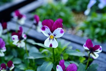 Obraz premium 満開のカラフルなビオラ