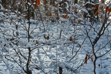 Snow on the branches of trees. Abstract texture. Blue sky. Winter.