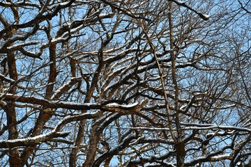 Snow on the branches of trees. Abstract texture. Blue sky. Winter.