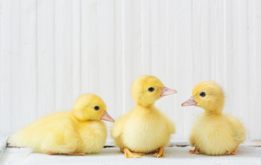 Naklejka premium duckling on white wooden background