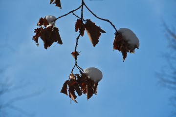 A branch of an oak tree with autumn leaves and snow caps on them against a background of clean blue sky.
