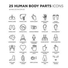 Set of 25 Human Body Parts linear icons such as Lungs, Liver, Heart, hand bones, footprints, vector illustration of trendy icon pack. Line icons with thin line stroke.