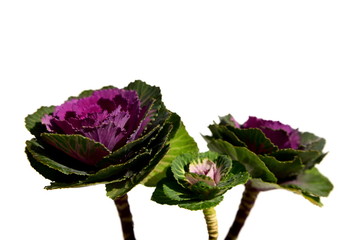 いろいろな葉牡丹、寄せ植え、苗、背景白