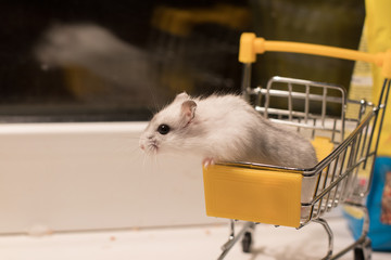 white hamster in the shopping cart