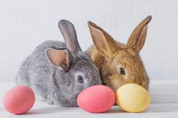 bunnyes with easter eggs on white background