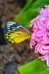 Flowers in the garden