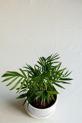 green plant in a pot