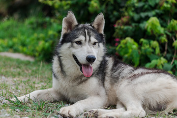 Portrait of Siberian husky. Dog smiling at the camera.