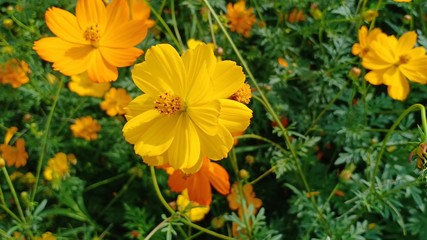 Cosmos flowers volume 9855555
