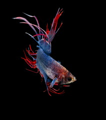 Siamese fighting fish ,Crowntail, red fish on a black background, Halfmoon Betta.