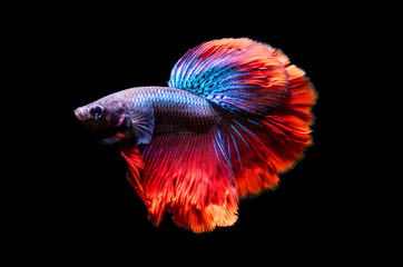 Fototapeta premium aquarium fish rooster