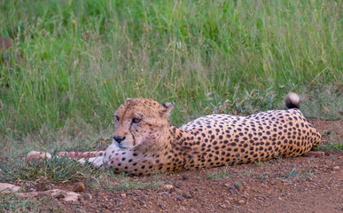 A cheetah lies down in the green grass in the African bush image with copy space in landscape format