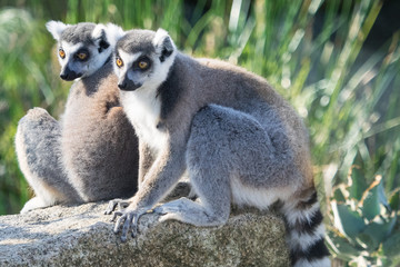 Lemur Pair Sitting on a Rock