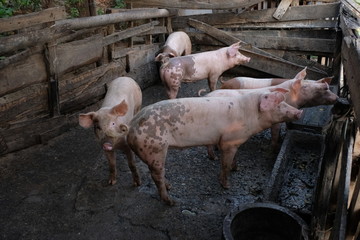 Group of young pigs in local farm, Thailand.